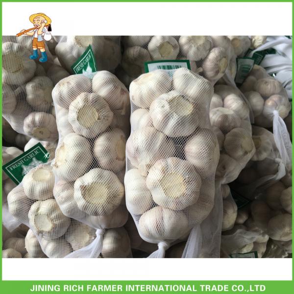 Best Price Fresh Normal White Garlic 5.0CM In 8 kg Mesh Bag For Qatar #2 image