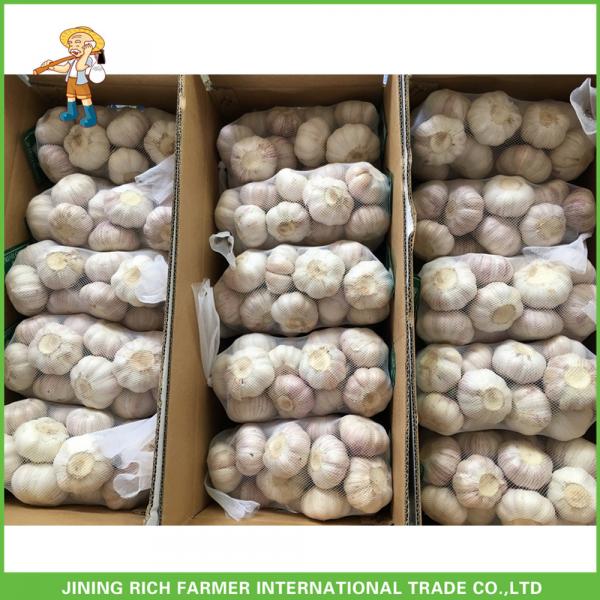 Best Price Fresh Normal White Garlic 5.0CM In 8 kg Mesh Bag For Qatar #4 image