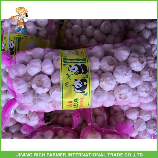 Fresh Pure White Garlic Jinxiang Pizhou High Quality Good Price Mesh Bag In Carton #2 image