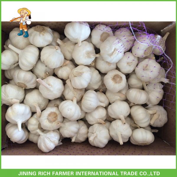 Fresh Pure White Garlic Jinxiang Pizhou High Quality Good Price Mesh Bag In Carton #3 image