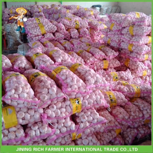 Fresh Pure White Garlic Jinxiang Pizhou High Quality Good Price Mesh Bag In Carton #4 image