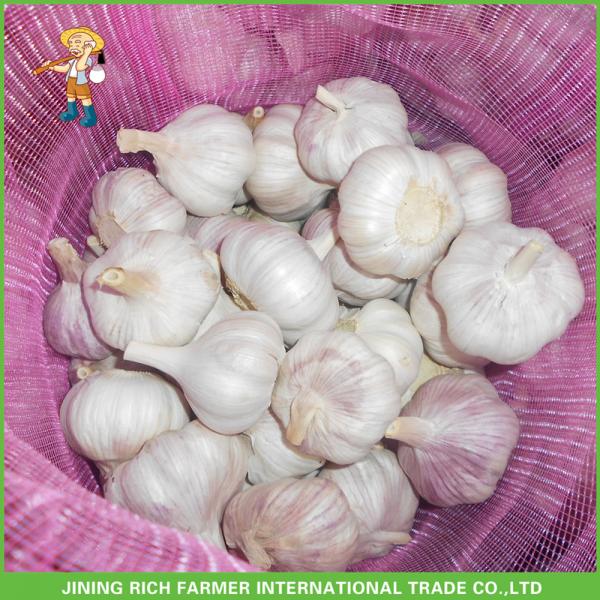 High Qulity And Good Price Fresh Normal White Garlic 5.0cm /5p In 10 kg Carton For Russia #2 image