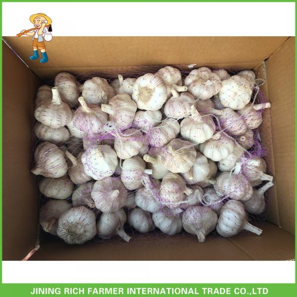 Good Price New Crop Fresh Red Garlic 5.0 CM In 10 KG Mesh Bag For Lebanon #2 image