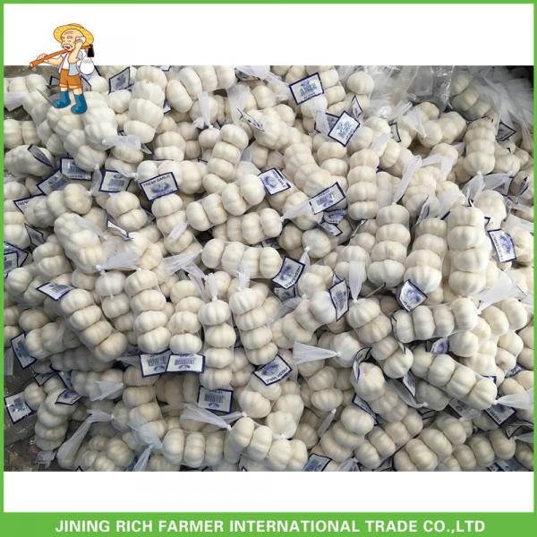 2017 Jinxiang Laiwu Pizhou Fresh White Garlic 5.0CM Mesh Bag In Carton Good Price #5 image