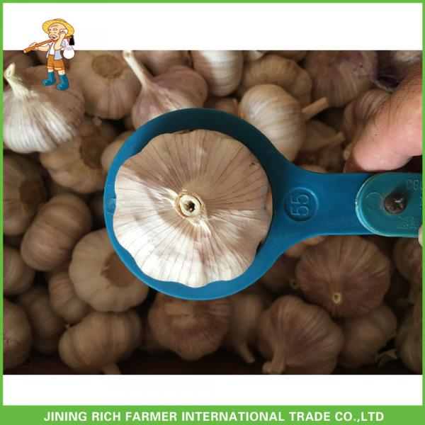 2017New Crop Fresh Normal White Garlic 5.0 cm In 20 kg Mesh Bag For Ecuador #1 image