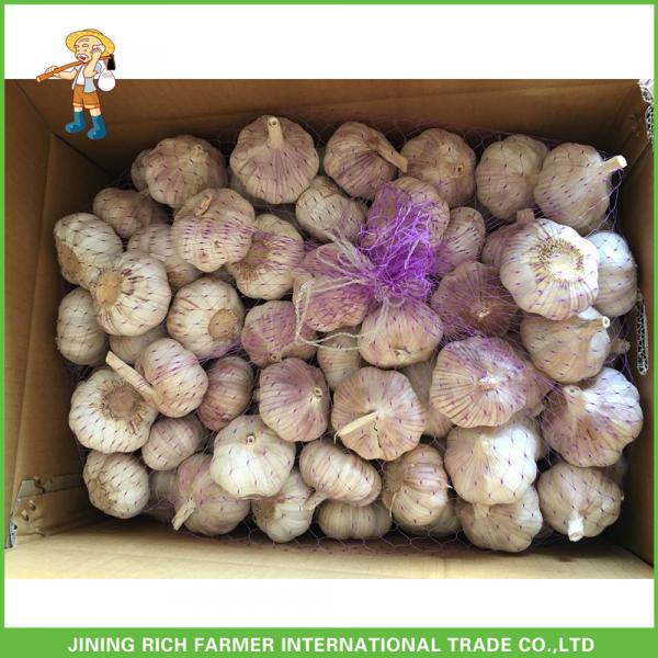 2017New Crop Fresh Normal White Garlic 5.0 cm In 20 kg Mesh Bag For Ecuador #2 image