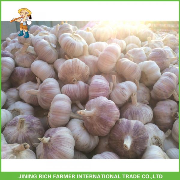 2017 New Top Quality Fresh Purple Garlic Mesh Bag In Carton For Exporter #2 image