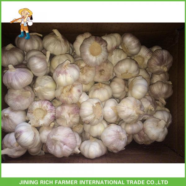2017 New Top Quality Fresh Purple Garlic Mesh Bag In Carton For Exporter #4 image