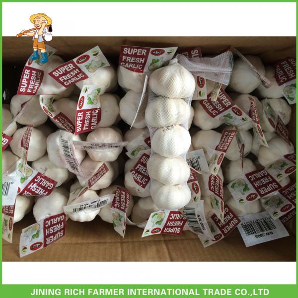 New Crop Fresh Pure White Garlic 5.0 cm In 8kg Mesh Bag For Kuwait Cheapest Price #3 image