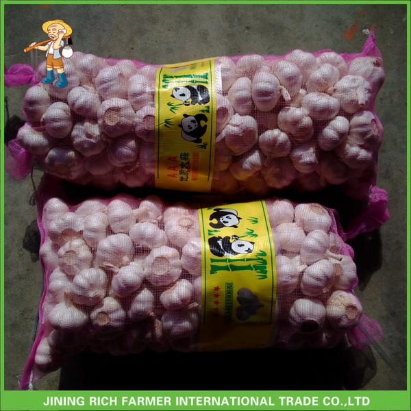 New Crop Fresh Pure White Garlic 5.0 cm In 8kg Mesh Bag For Kuwait Cheapest Price #4 image