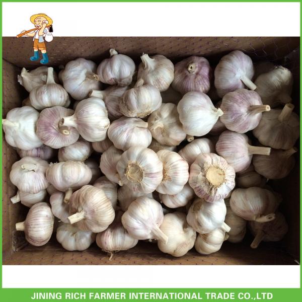 Fresh Normal White Garlic 5.0cm In 10kg Carton For Columbia Cheapest Price High Quality #1 image