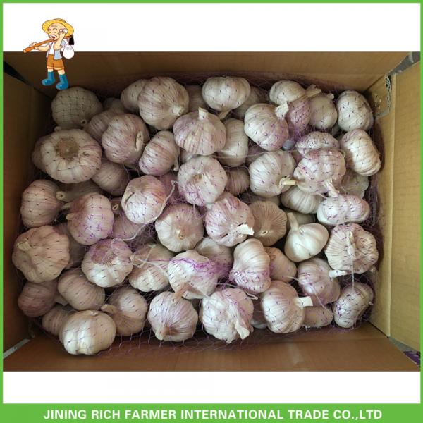 Fresh Normal White Garlic 5.0cm In 10kg Carton For Columbia Cheapest Price High Quality #2 image