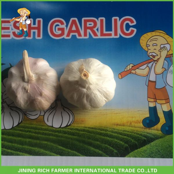 Fresh Normal White Garlic 5.0cm In 10kg Carton For Columbia Cheapest Price High Quality #5 image