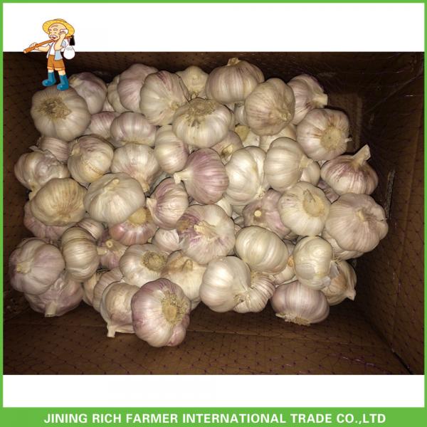 Hot Sale Jinxiang Fresh Red Garlic High Quality Cheapest Price 5.0CM #2 image