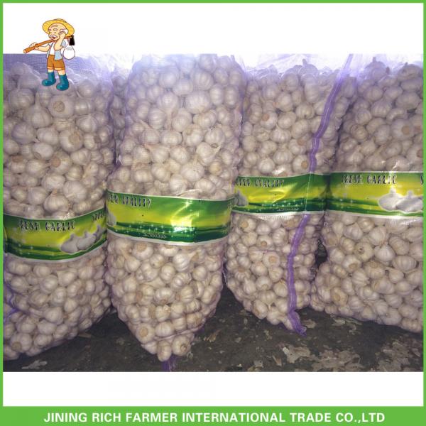 2017 Hot Sale Fresh White Garlic Mesh Bag In Carton Good Price High Quality #4 image
