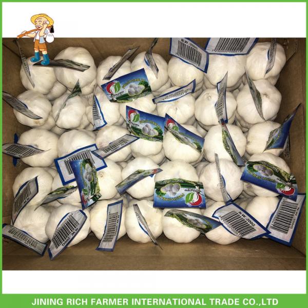 2017 Hot Sale Fresh White Garlic Mesh Bag In Carton Good Price High Quality #5 image