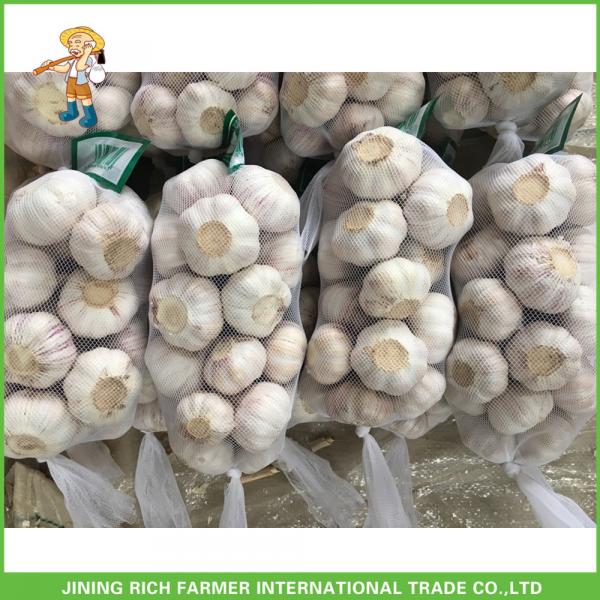Fresh Normal White Garlic 5.5CM In 10KG Carton For Brazil Cheapest Price High Quality #3 image