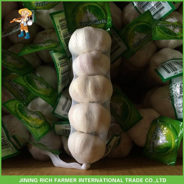 Fresh Normal White Garlic 5.5CM In 10KG Carton For Brazil Cheapest Price High Quality #4 image