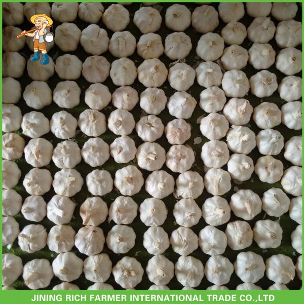2017 New Fresh Pure White Garlic For Belize In 10kg Carton Good Price High Quality #1 image