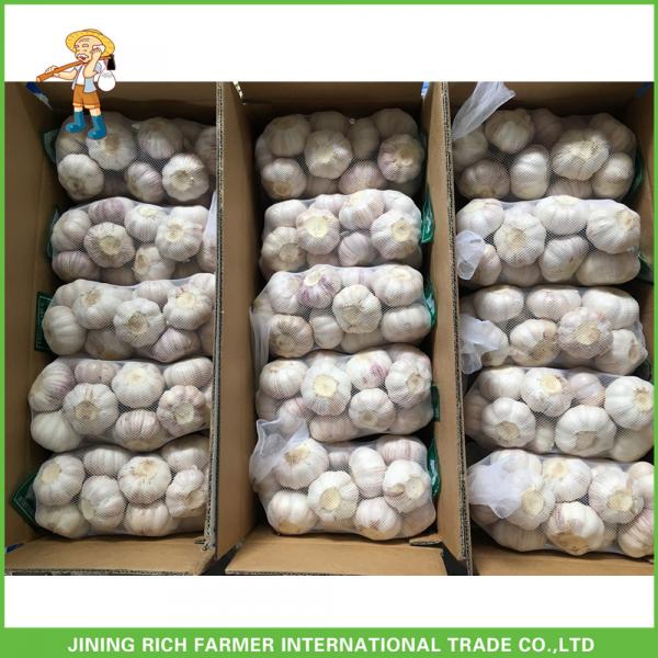 Cheapest Price High Quality Fresh Red White Garlic Mesh Bag In 10KG Carton #4 image
