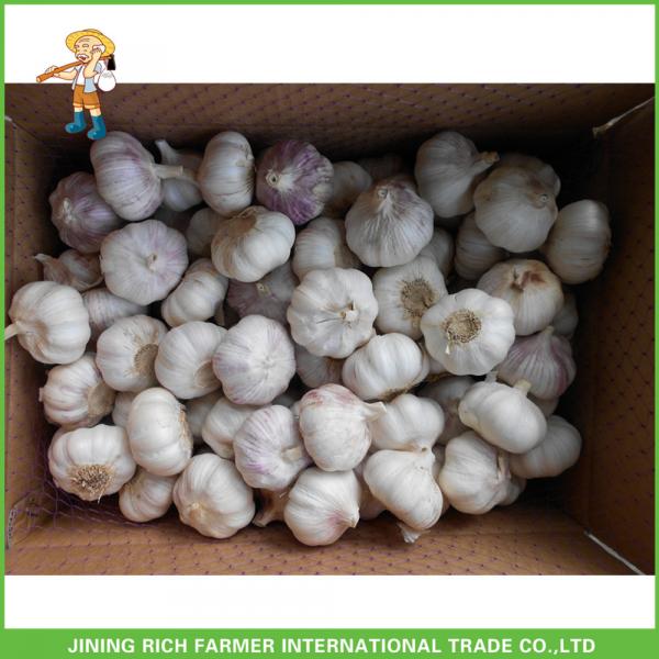 Cheapest Price High Quality Fresh Red White Garlic Mesh Bag In 10KG Carton #5 image