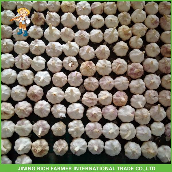 New Crop Fresh Normal White Garlic 5.0 cm ,5p In 10KG Carton For Exporter #1 image