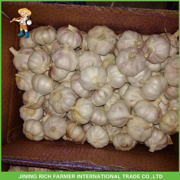 New Crop Fresh Normal White Garlic 5.0 cm ,5p In 10KG Carton For Exporter #4 image