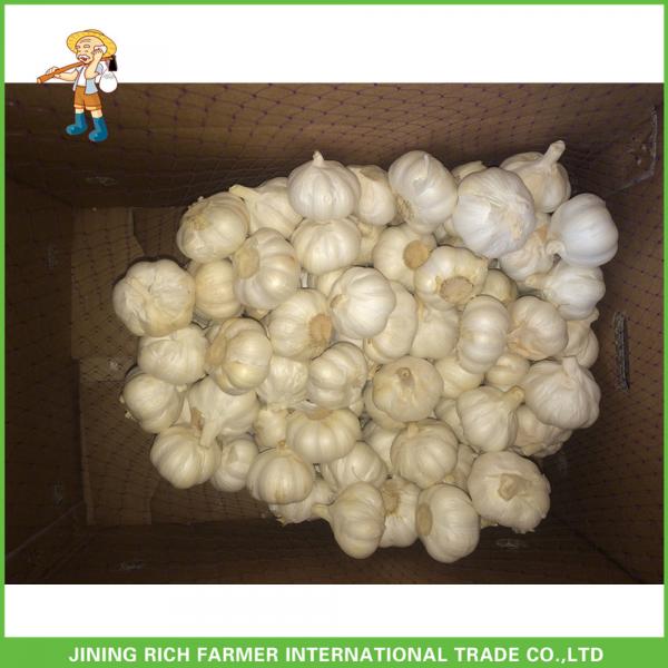2017 New Crop Fresh Snow White Garlic Mesh Bag In Carton For Sale #1 image