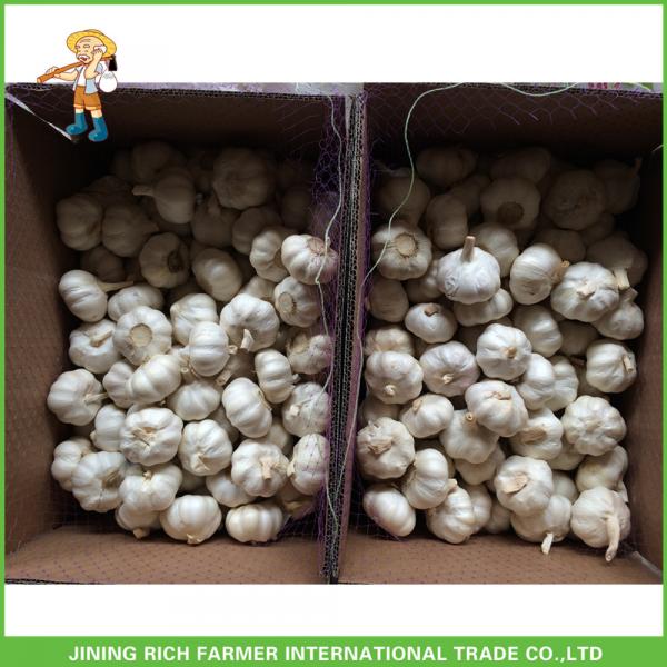 2017 New Crop Fresh Snow White Garlic Mesh Bag In Carton For Sale #4 image