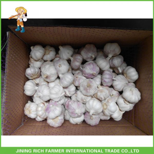 Top Quality And Best Price Fresh Normal White Garlic 5.0CM Mesh Bag In Carton #5 image