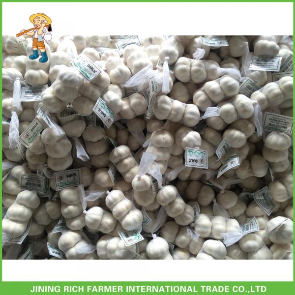 Cheapest Price High Quality Fresh Super White Garlic Mesh Bag In Carton #1 image