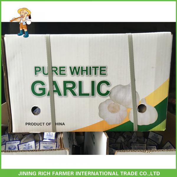 Cheapest Price High Quality Fresh Super White Garlic Mesh Bag In Carton #2 image