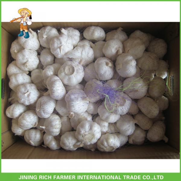 Cheapest Price High Quality Fresh Super White Garlic Mesh Bag In Carton #3 image