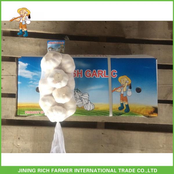 Cheapest Price High Quality Fresh Super White Garlic Mesh Bag In Carton #4 image
