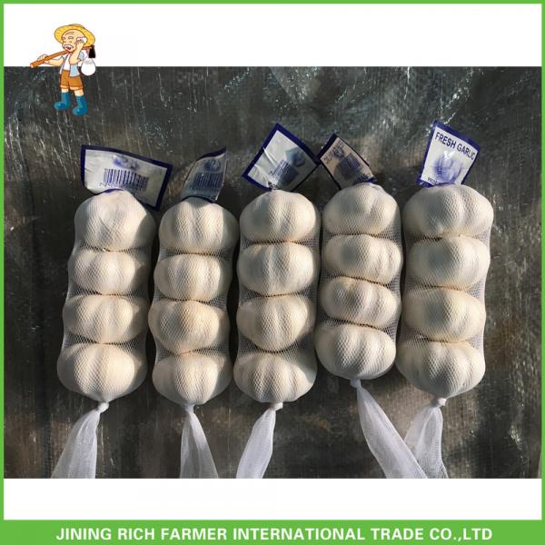 2017 New Crop Fresh Pure White Garlic Mesh Bag In Carton Good Price High Quality #1 image