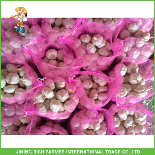 2017 New Crop Fresh Pure White Garlic Mesh Bag In Carton Good Price High Quality #4 image