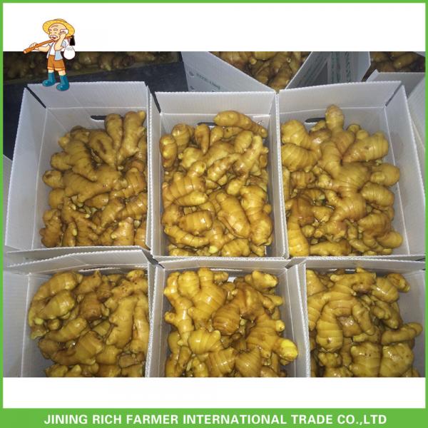 Buy Fresh Young Ginger 200g Up,10kg Plastic Carton #1 image