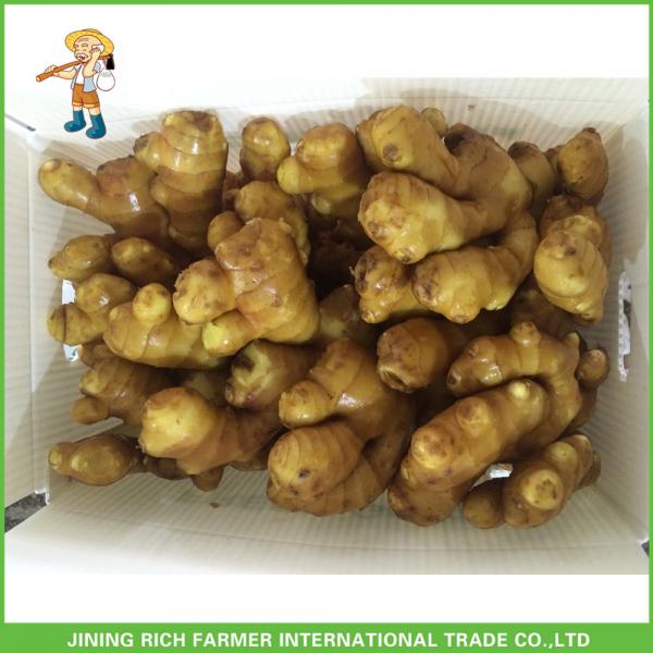 Wholesale Fresh Ginger 200g Up From Professional #1 image