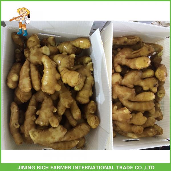 2017 Yellow Ginger Air Dry Ginger In China #1 image