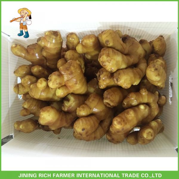 2017 Agricultural Crops Fresh Ginger Health Ginger #1 image