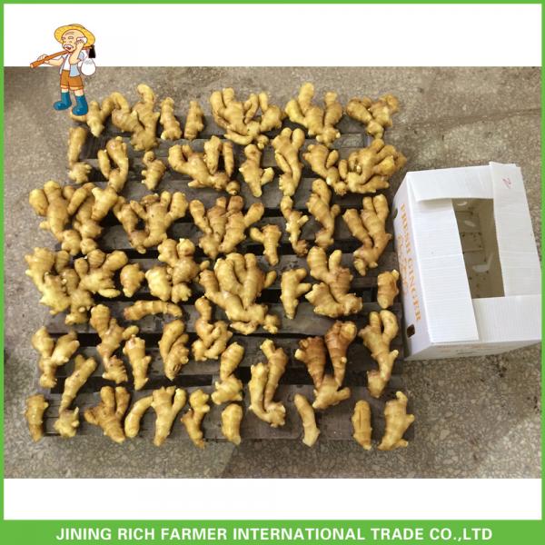 150g Fresh Mature China Fresh Ginger Exporter Market Prices #1 image