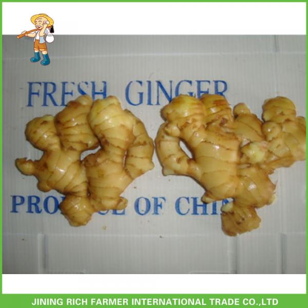 High Quality 150g Fresh Ginger In 6kg Pvc Carton For Dubai #1 image