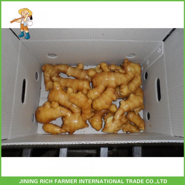 150g Up Fresh Young Ginger From China For Sale With Best #1 image