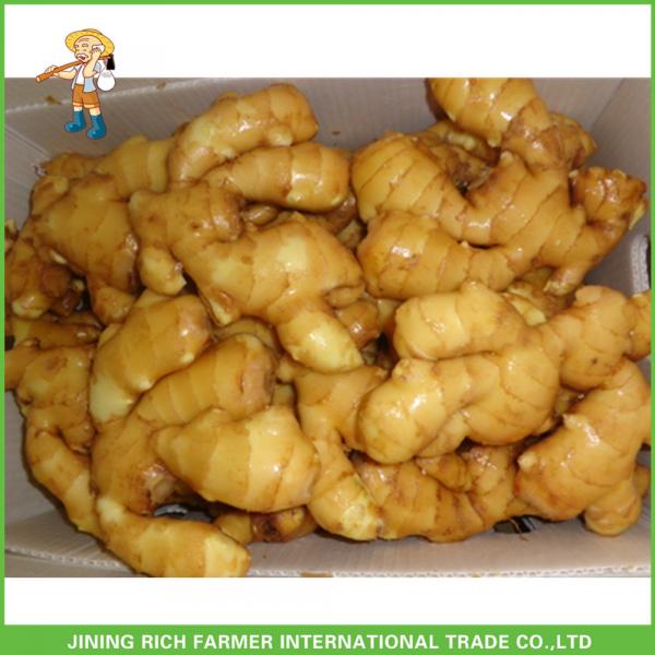 Chinese Fresh Ginger 150g With Good Price #1 image