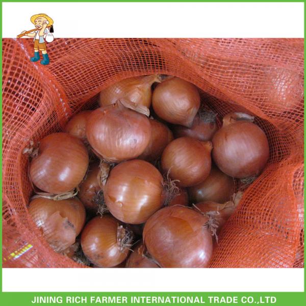 Fresh Round Onion Grade A New Arrival #1 image