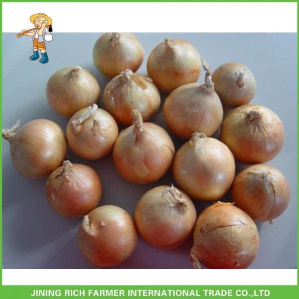 New Arrival 7.0cm up Fresh Onion Leading Supplier #1 image