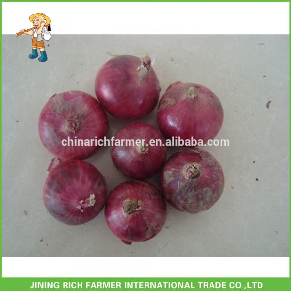 Hot Sale China Rich Farmer Top Quality Chinese Fresh Red Onion #1 image