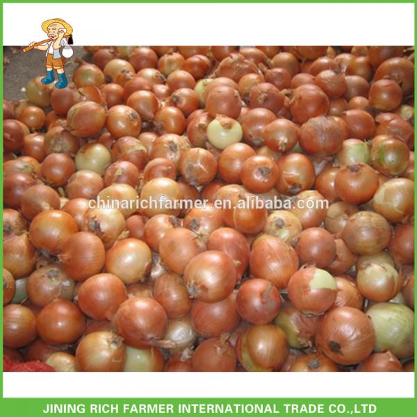Factory Price Fresh Yellow Onion Red Onion #1 image