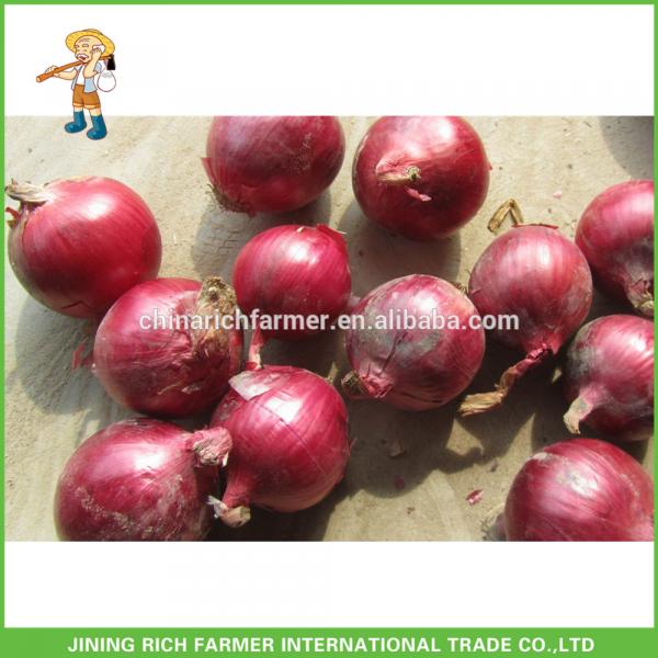 Fresh Red Onion Chinese New Crop 10KG Mesh Bag #1 image