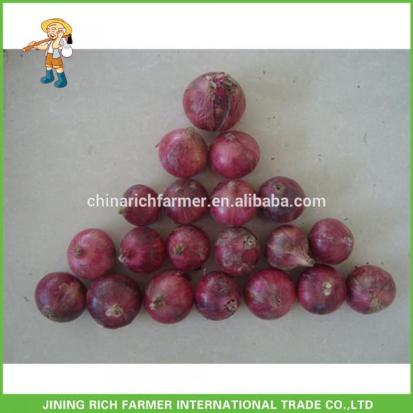 Lowest Price With Good Quality Fresh Red Onion #1 image